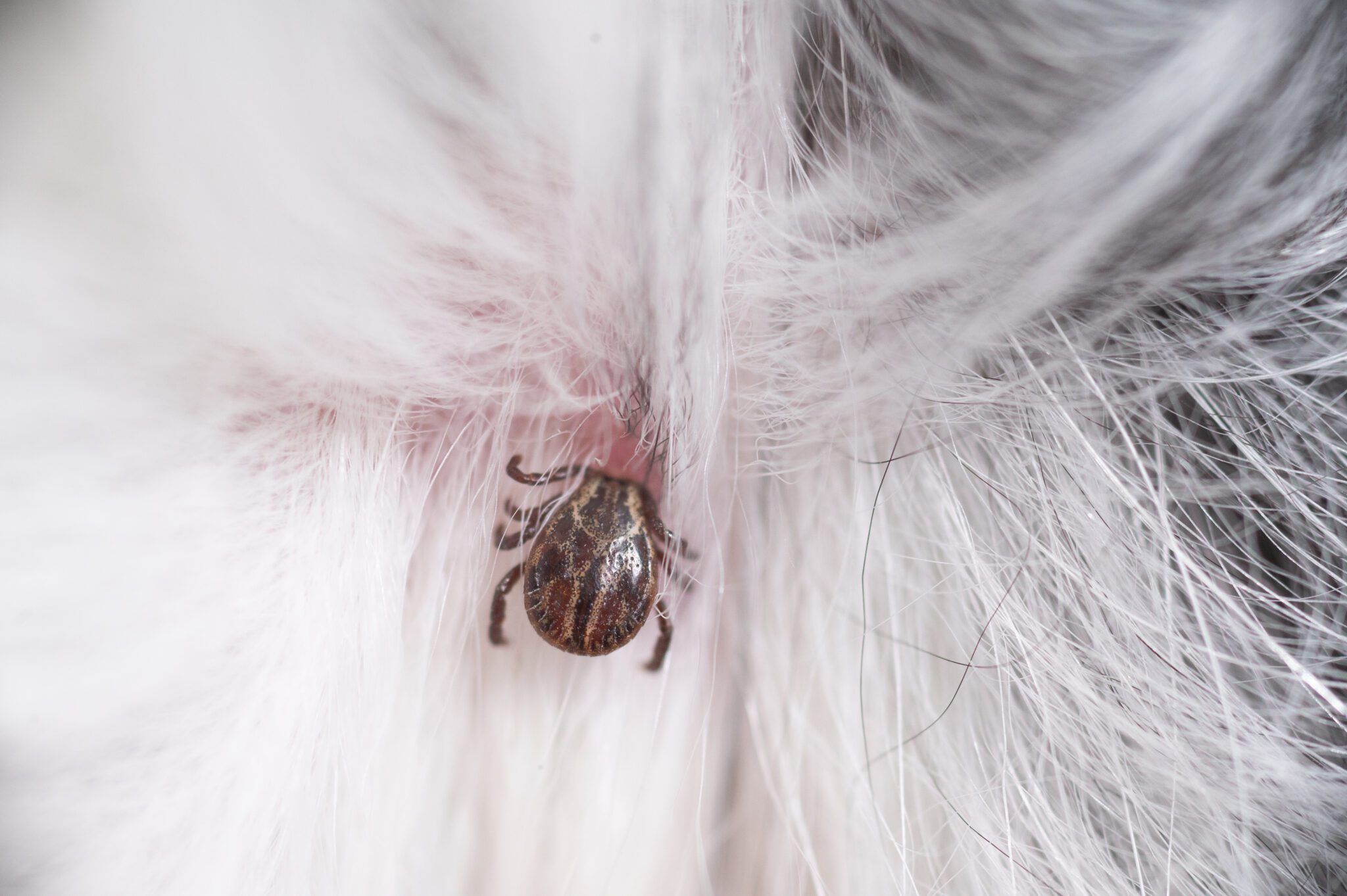 Protect Your Dog Naturally: Effective Tick Repellents