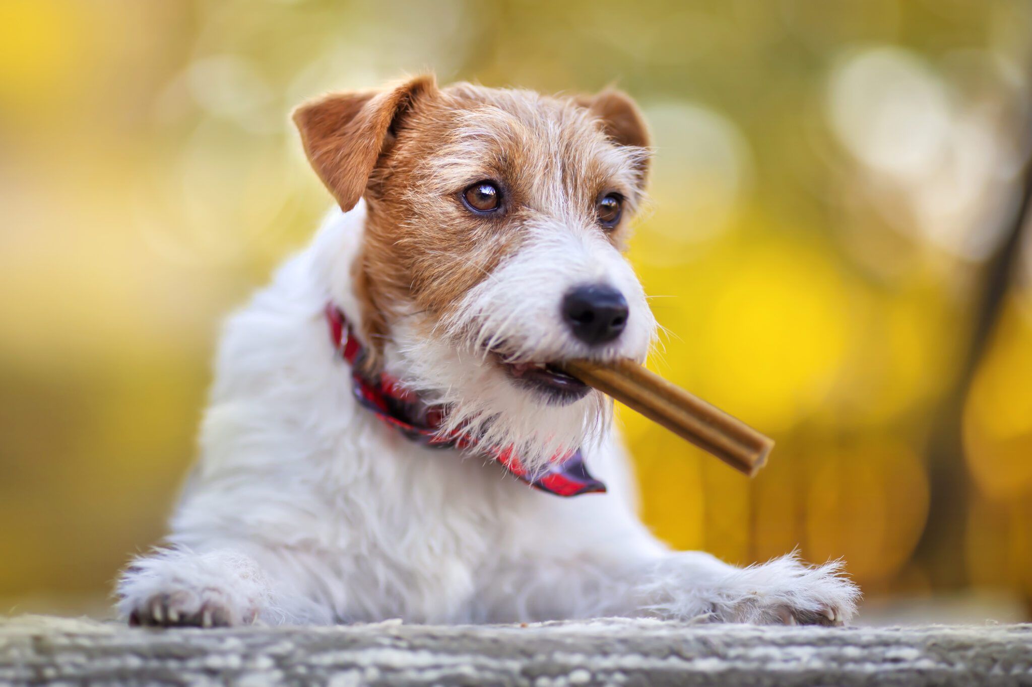 Dog Dental Diets: Benefits, Risks & How to Choose