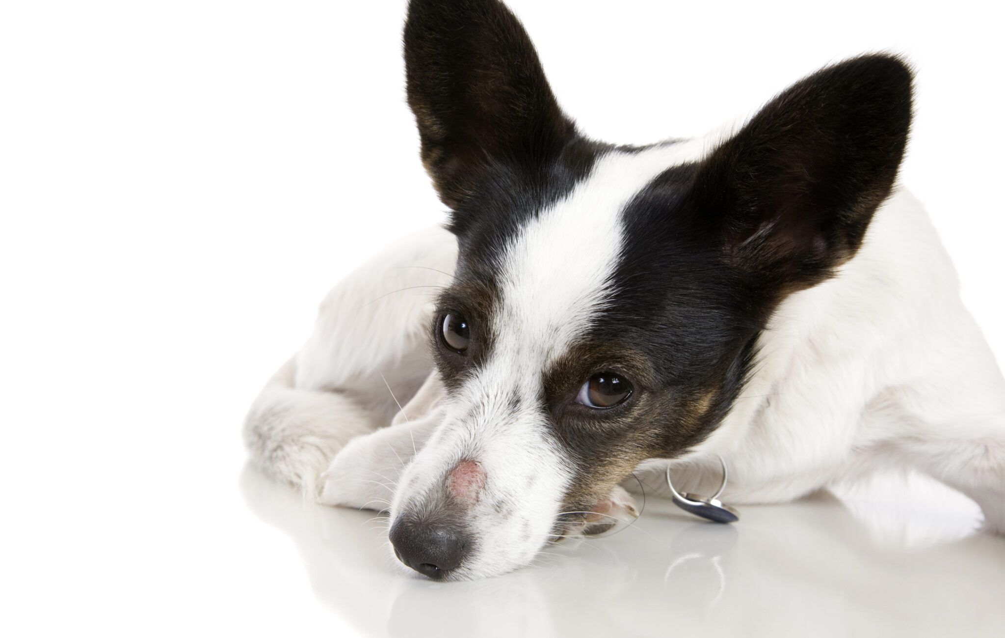 Ringworm vs. Hot Spots in Dogs: Spot the Difference
