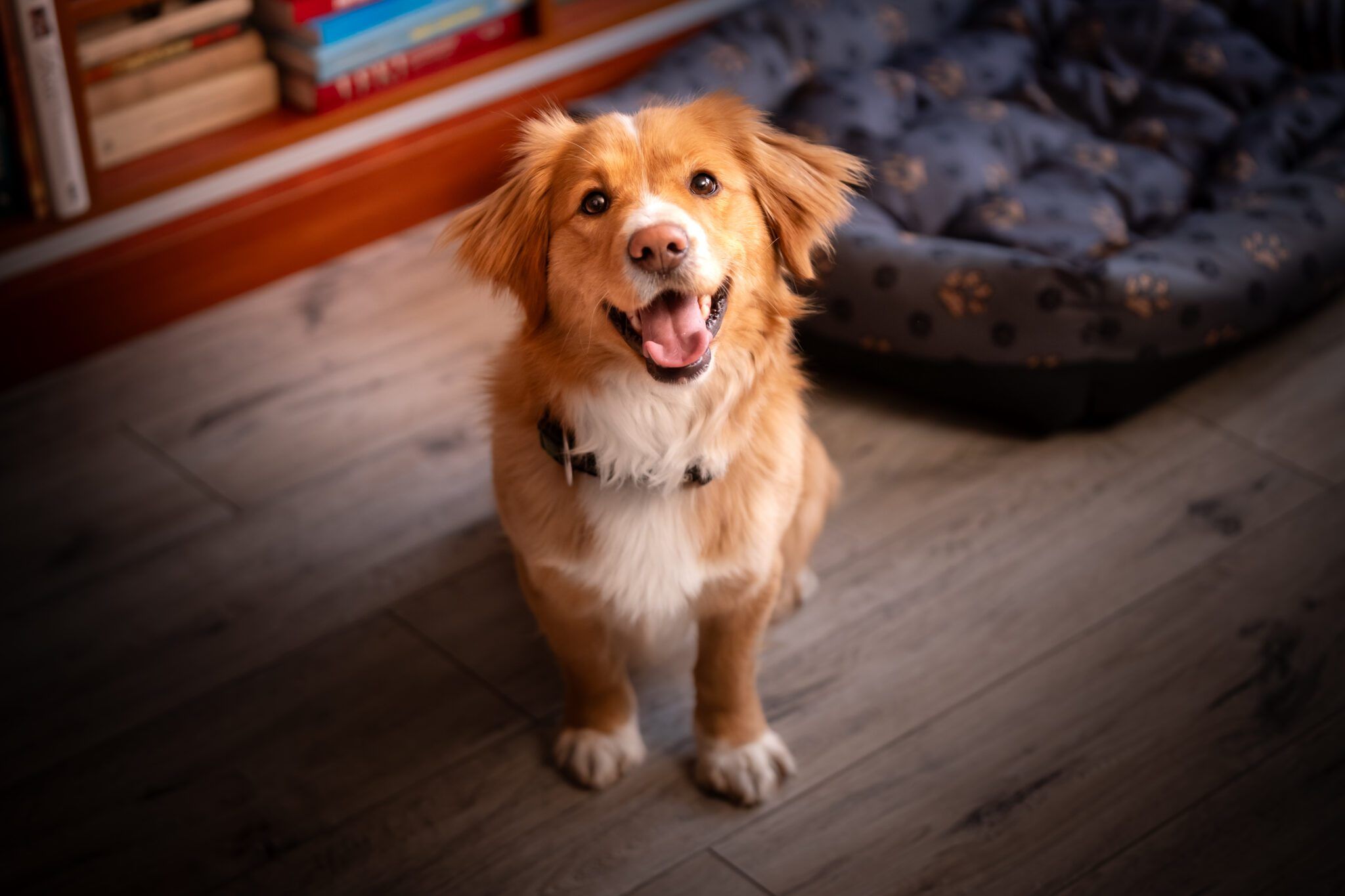 Decoding Canine Temperament: A Guide for Dog Owners