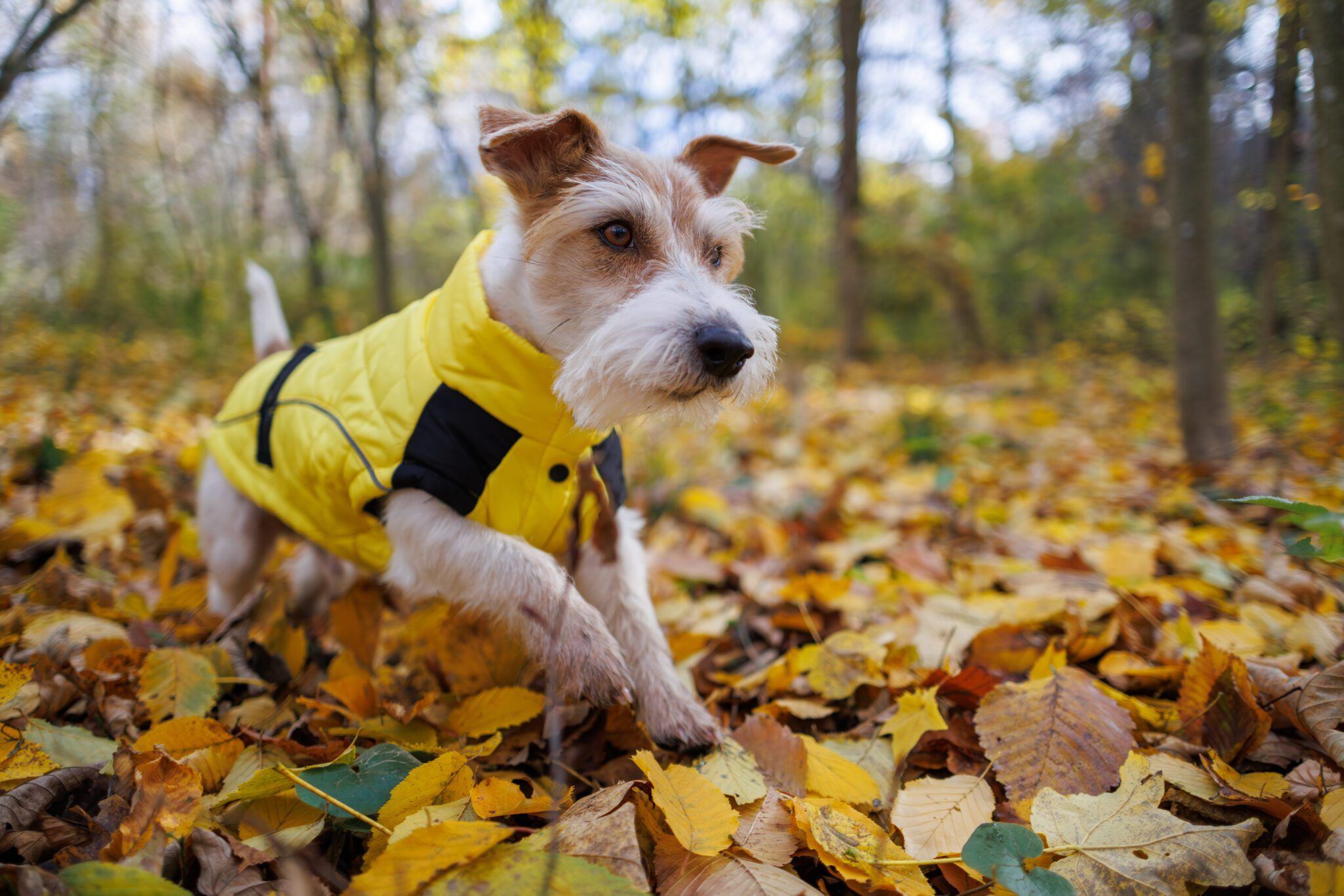 Dog Clothes: A Booming Market for Pup Apparel