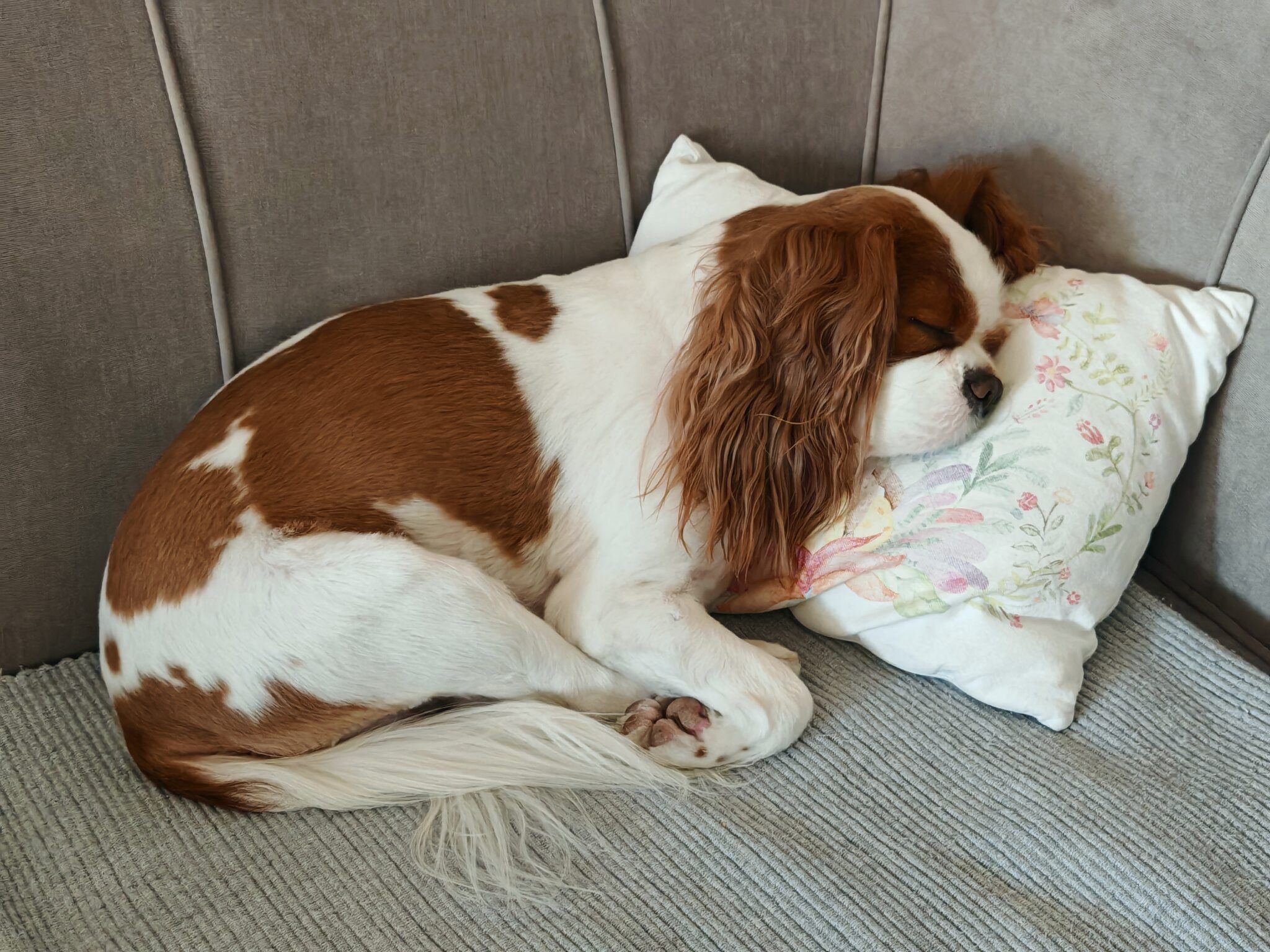 Best Couch Covers to Protect Furniture from Dogs