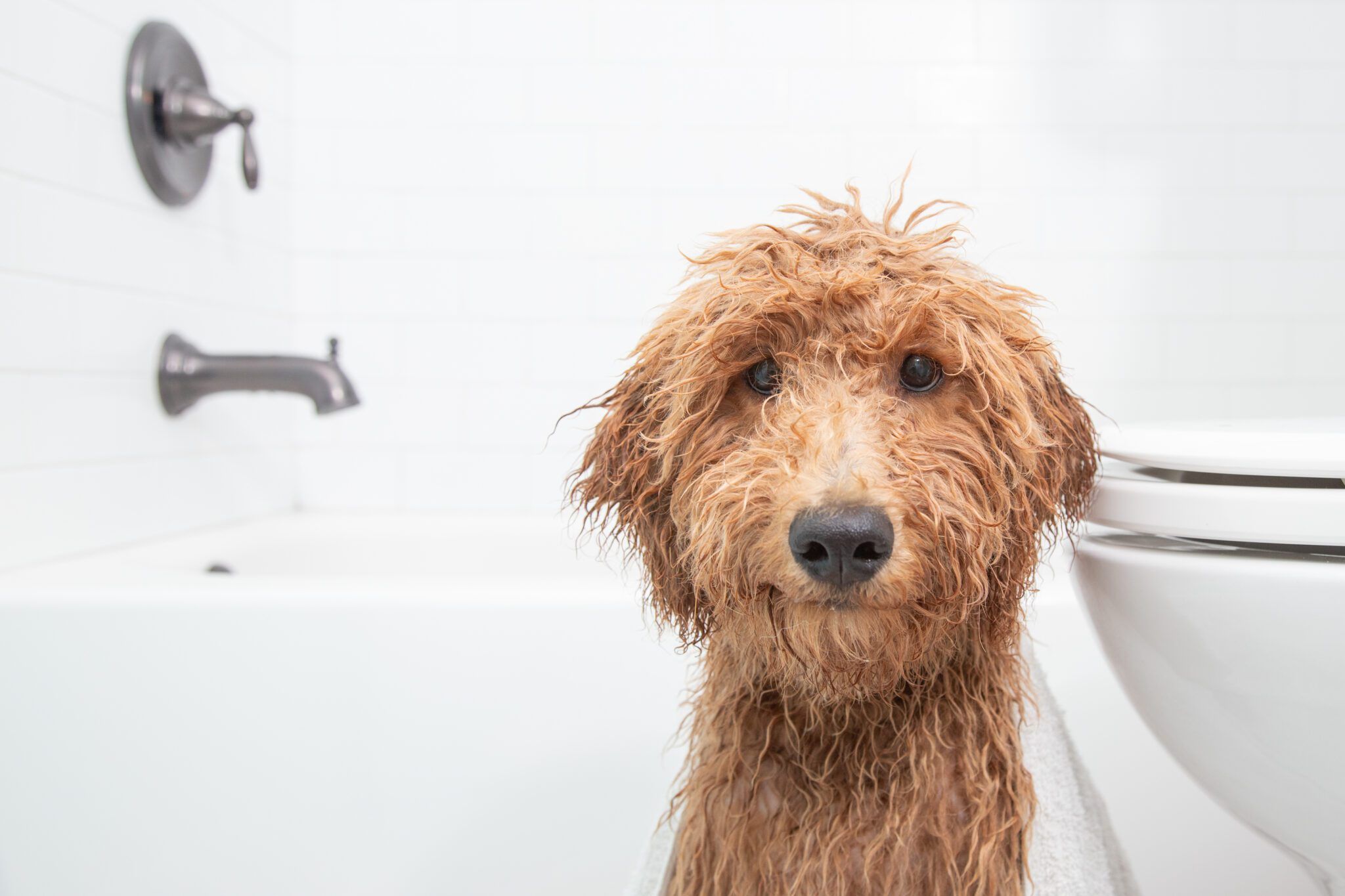 Dog Bath Emergency? Safe Shampoo Alternatives