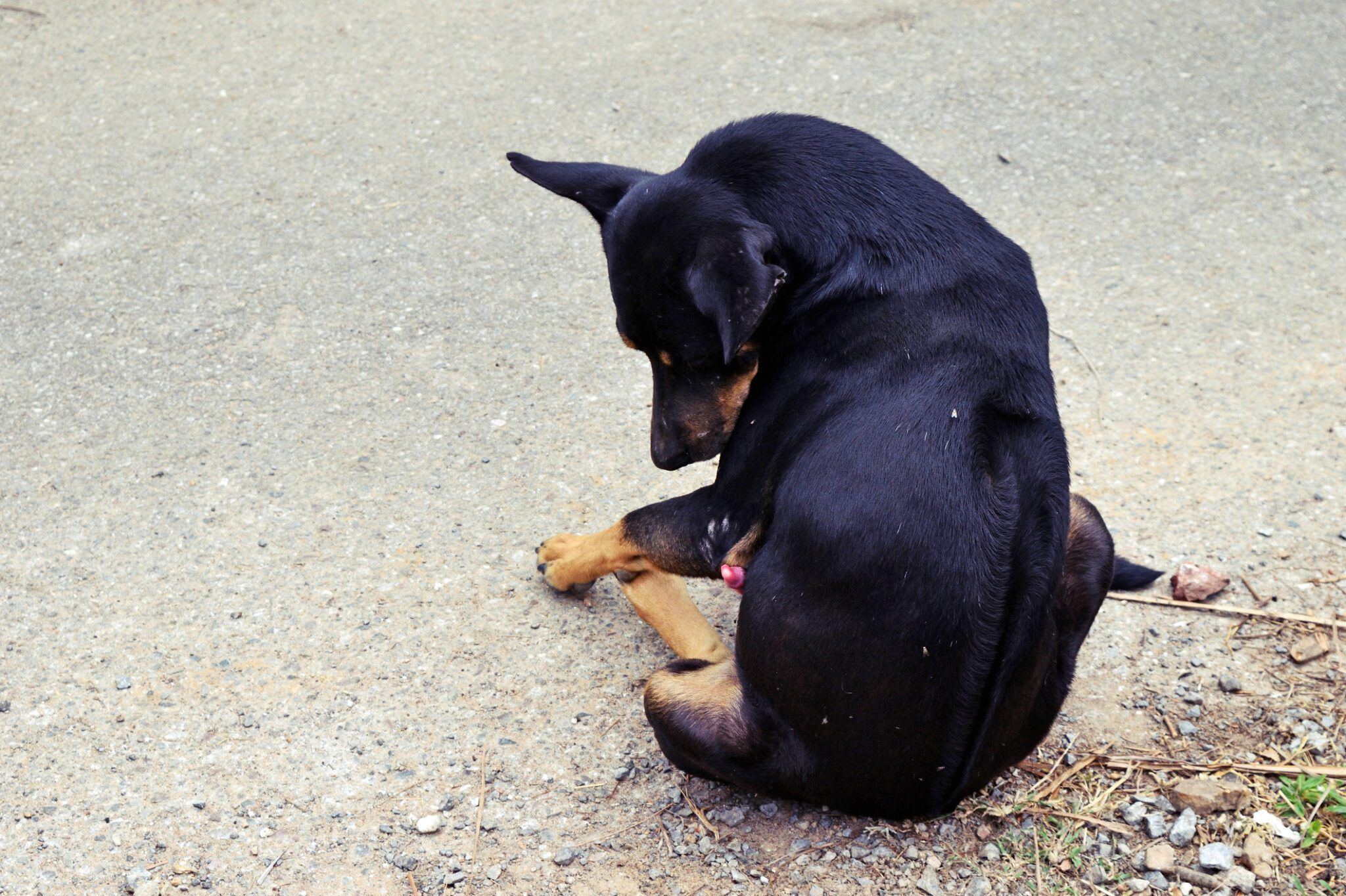 Dog Paraphimosis: Causes, Treatment & Prevention