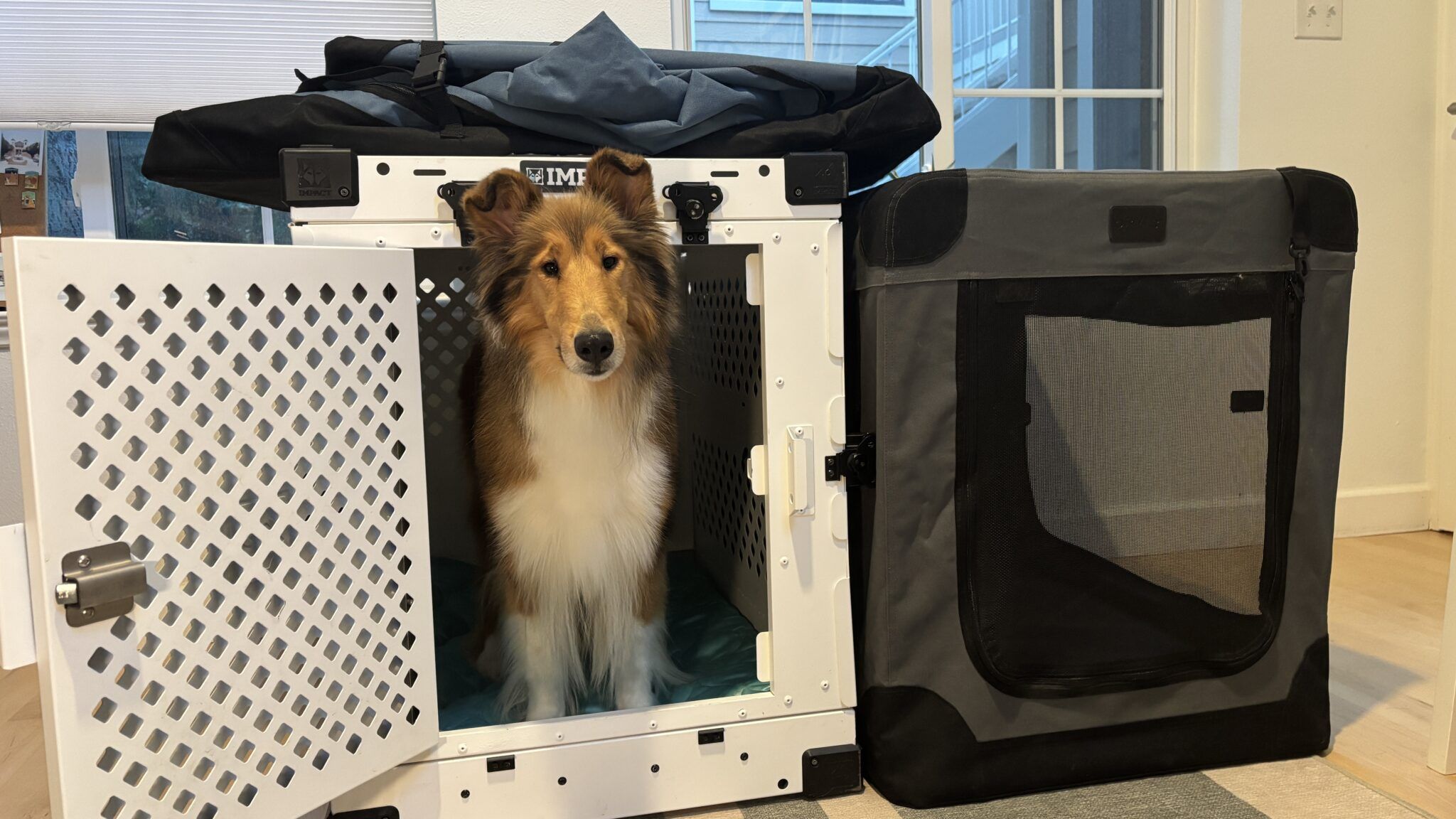 Best Collapsible Dog Crates for Travel & More