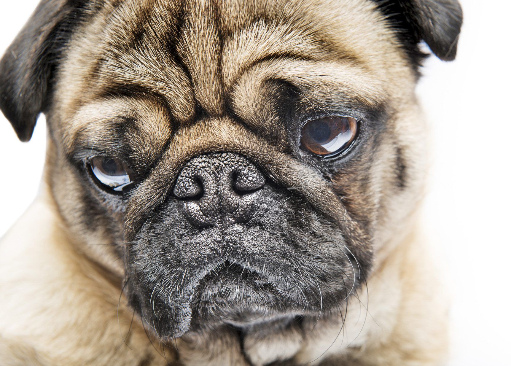 Dog Pigmentary Keratitis: Causes, Diagnosis & Treatment