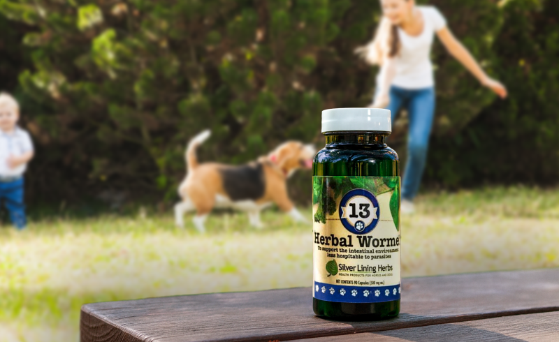 Natural Wellness for Dogs: Herbal Supplements from Silver Lining Herbs