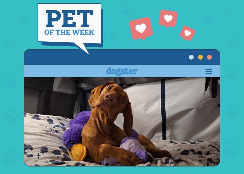 Dogster's Top Dogs: Cutest, Silliest, and More!