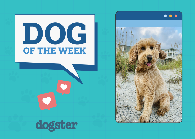 Dogster's Cutest & Silliest Dogs of the Week!